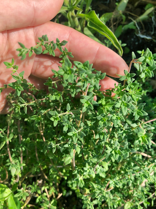 Thyme Herb Garden Seeds