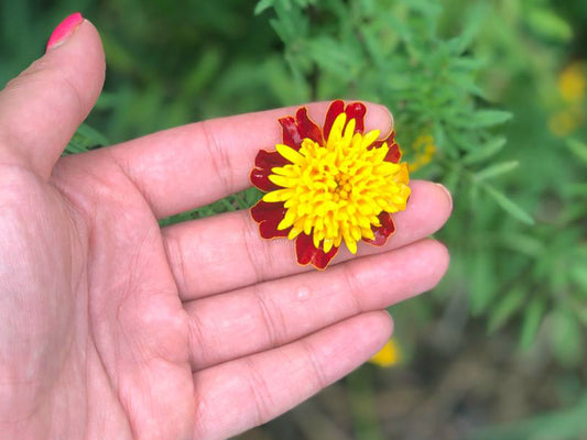 Tiger Eyes Marigold Flower Seeds