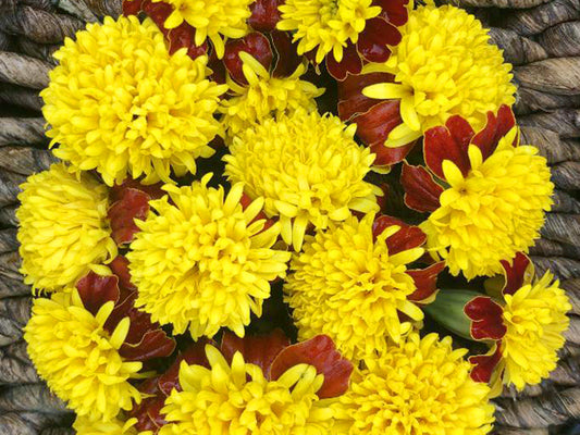 Tiger Eyes Marigold Flower Seeds