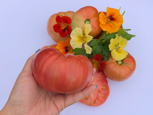 Climbing Triple L Crop aka Italian Tree Tomato