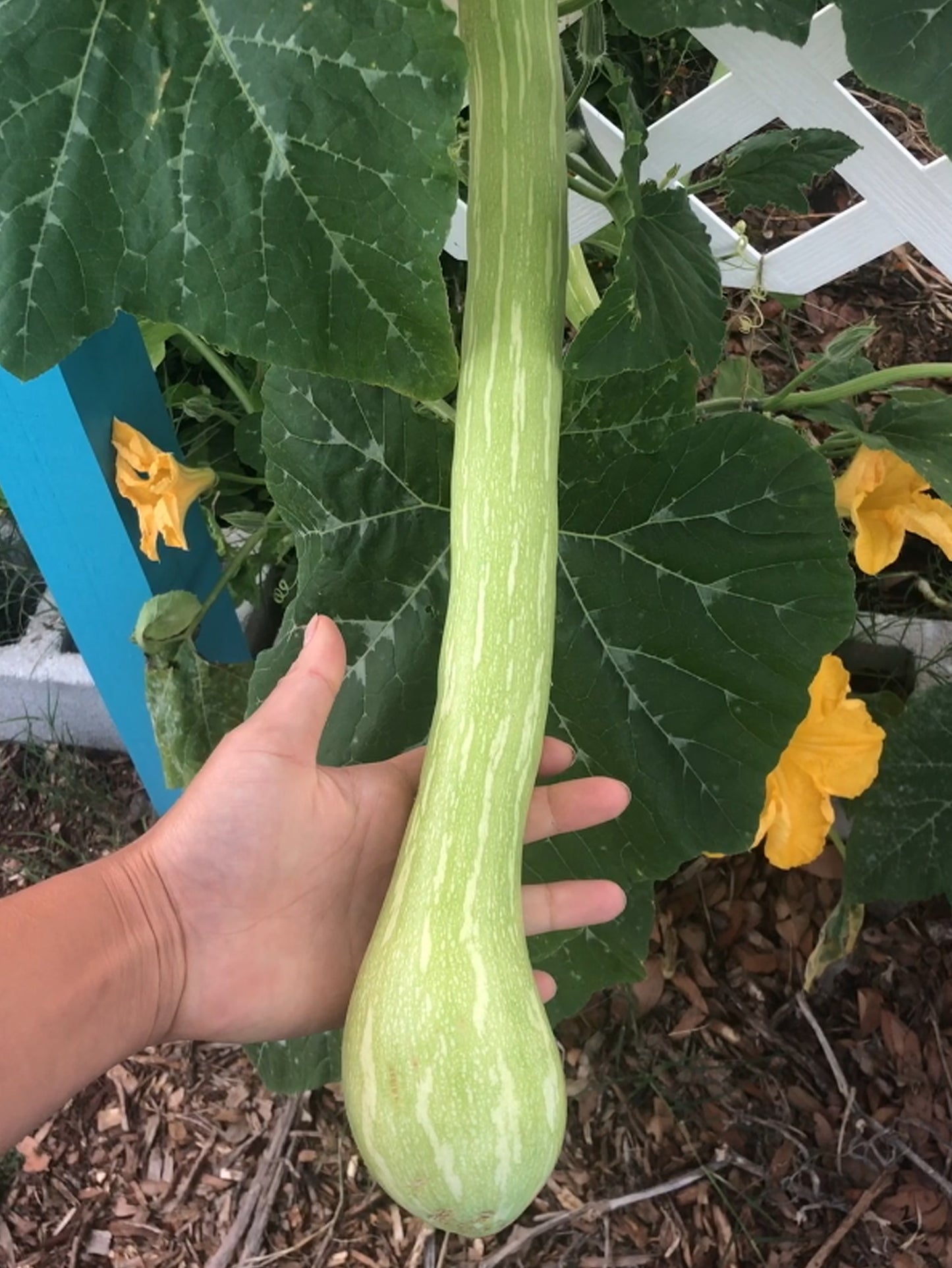 Tromboncino Rampicante Seeds