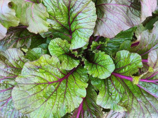 Vivid Choi Mustard Green Seeds