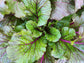 Vivid Choi Mustard Green Seeds