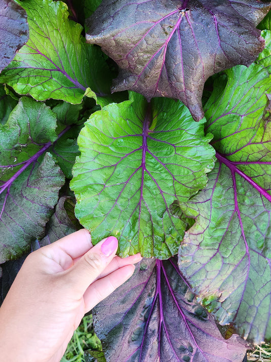 Vivid Choi Mustard Green Seeds