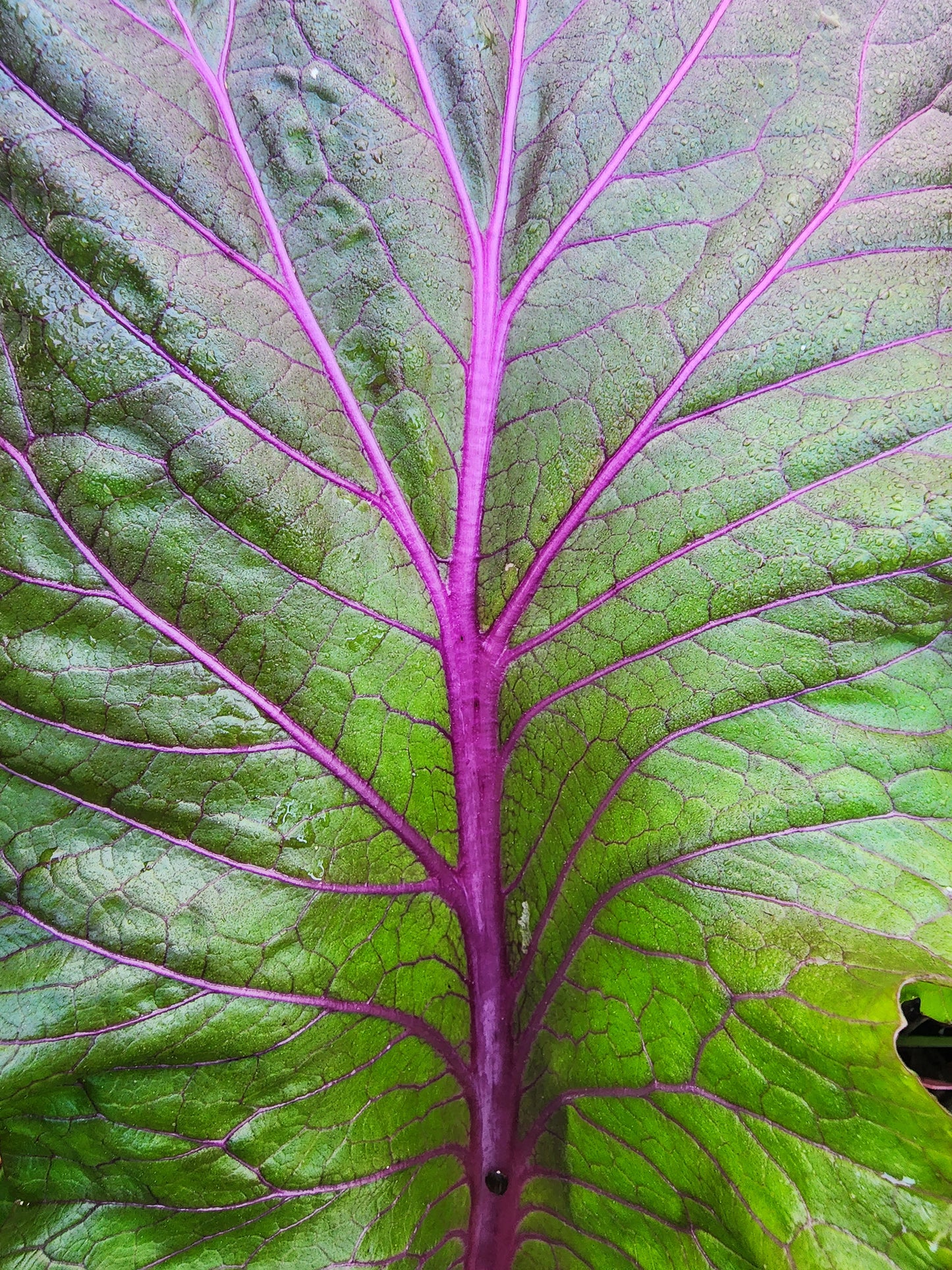 Vivid Choi Mustard Green Seeds