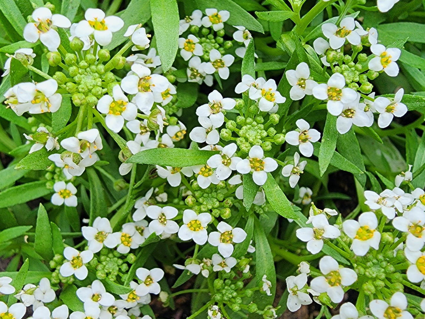 White Alyssum Flower Seeds