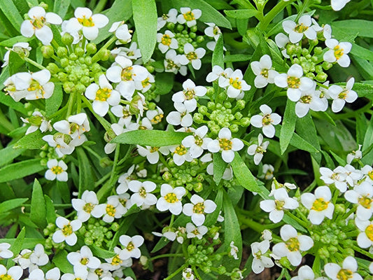 White Alyssum Flower Seeds