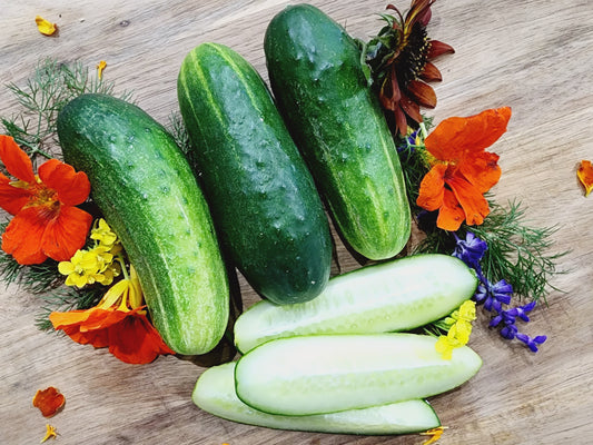 Wisconsin SMR 58 Pickling Cucumber Seeds