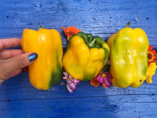 Yellow Monster Sweet Pepper