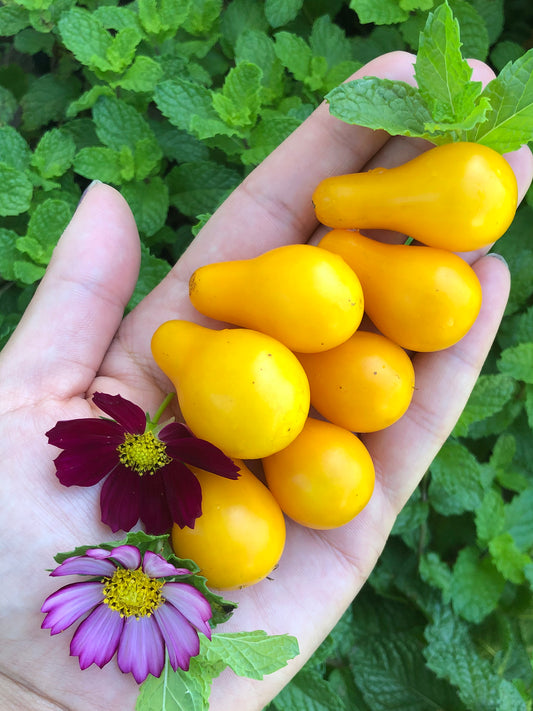 Yellow Pear Cherry Tomato