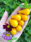 Yellow Pear Cherry Tomato