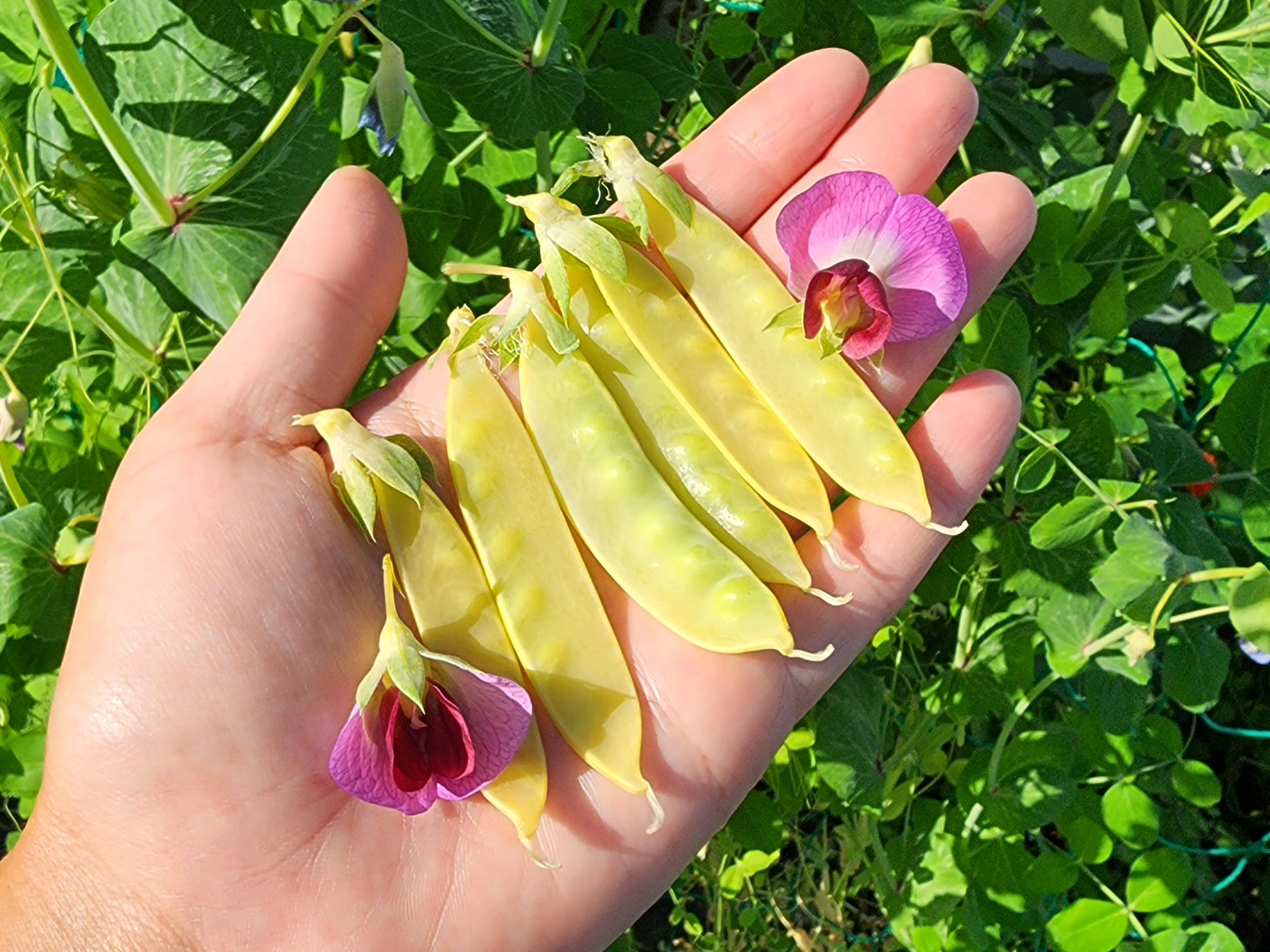 sweet pea flower seed pods Golden Sweet Snow Pea Seeds – Yellow Heirloom Pods – Jerra's Garden